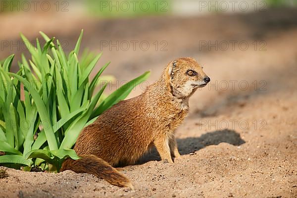 Yellow mongoose