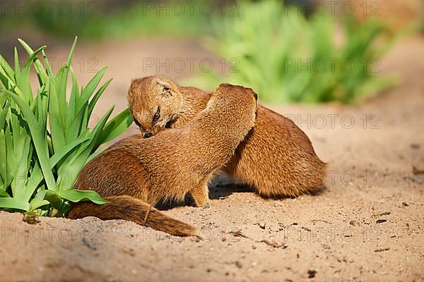 Yellow mongoose