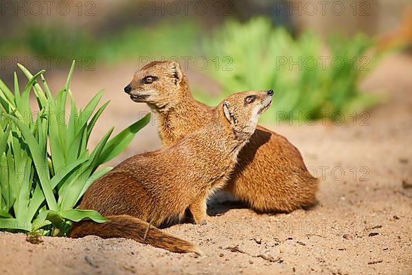 Yellow mongoose