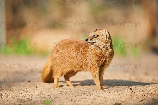 Yellow mongoose