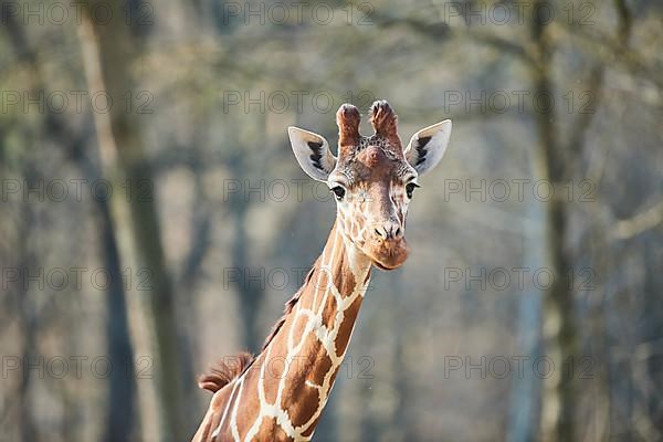 Reticulated giraffe