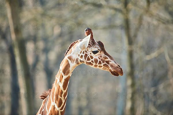 Reticulated giraffe