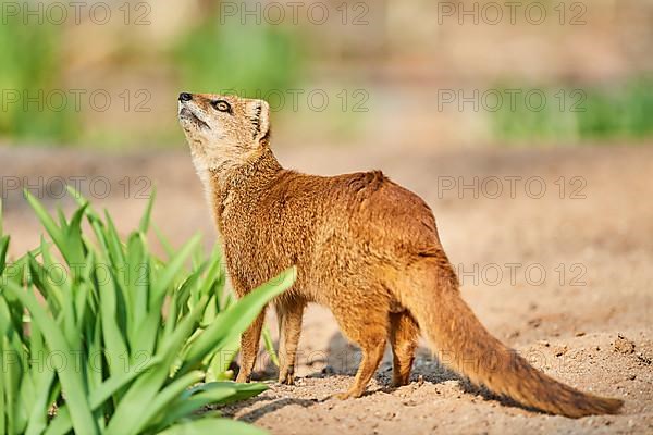 Yellow mongoose