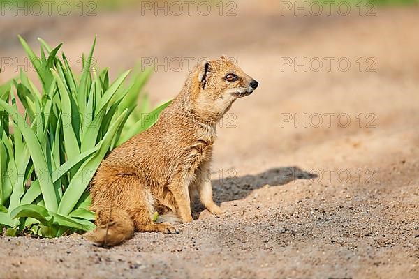 Yellow mongoose