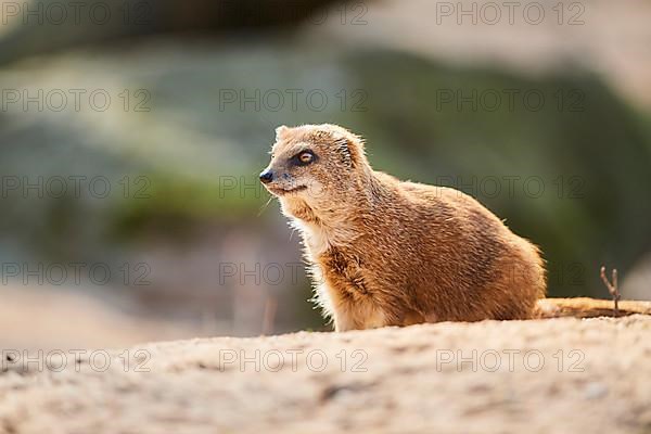 Yellow mongoose