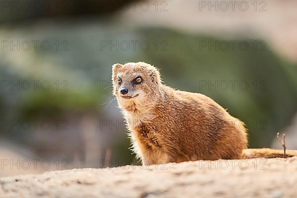 Yellow mongoose