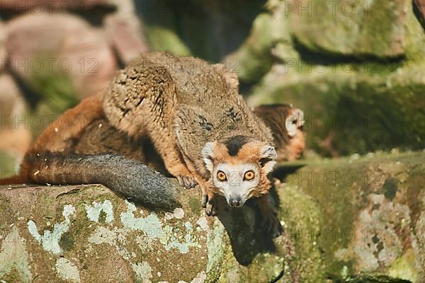 Crowned lemur