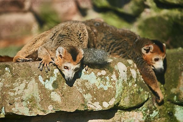 Crowned lemur