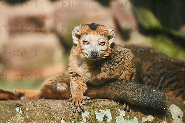 Crowned lemur