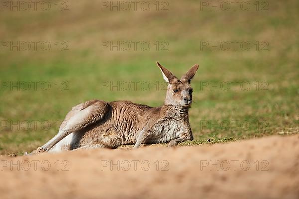 Eastern grey kangaroo