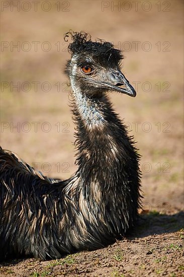 Emu