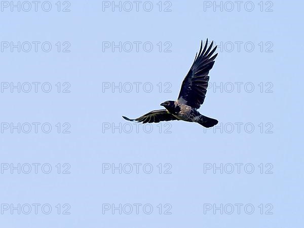 Hooded Crow