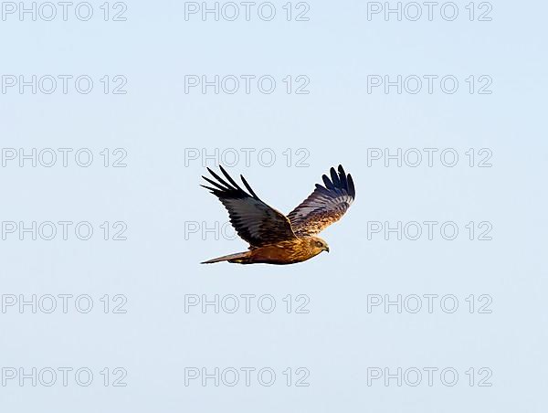 Western marsh-harrier