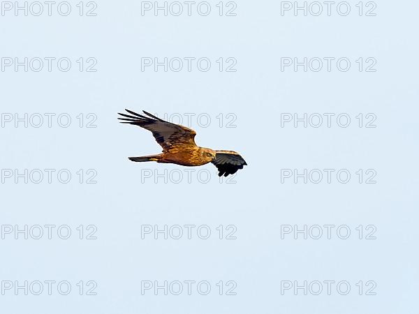 Western marsh-harrier