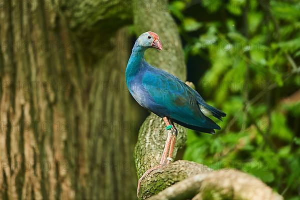 Grey-headed swamphen