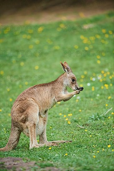 Eastern grey kangaroo