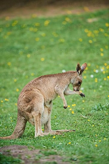 Eastern grey kangaroo