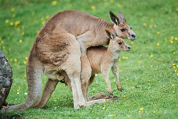 Eastern grey kangaroo