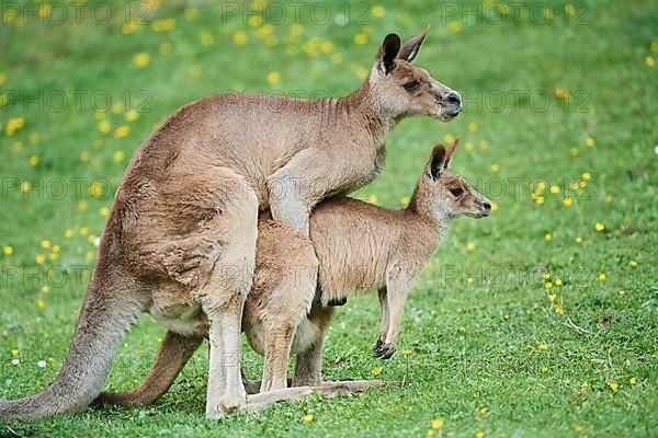 Eastern grey kangaroo