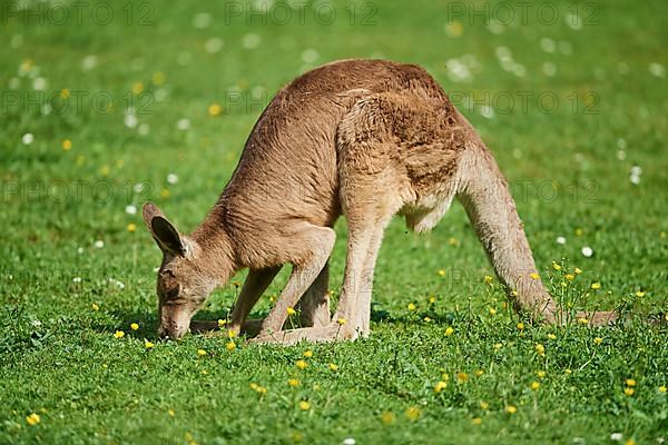 Eastern grey kangaroo