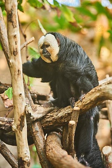 White-faced saki