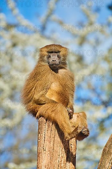 Guinea baboon