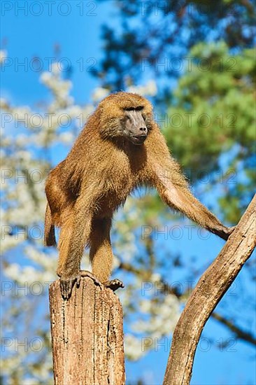 Guinea baboon