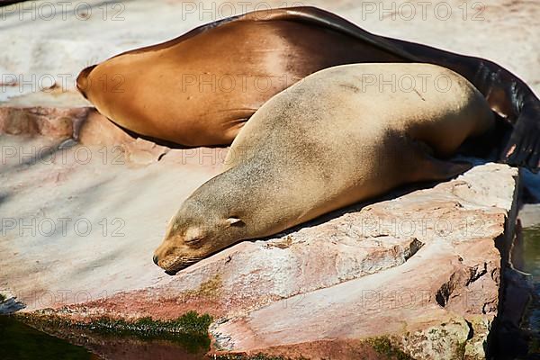 California sea lion