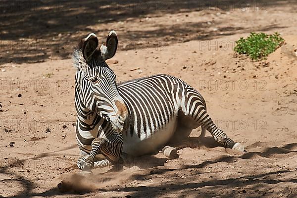 Plains zebra