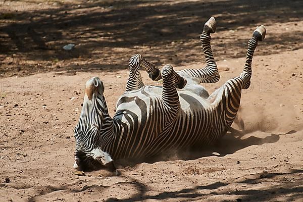 Plains zebra