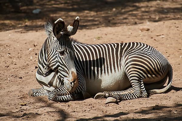 Plains zebra