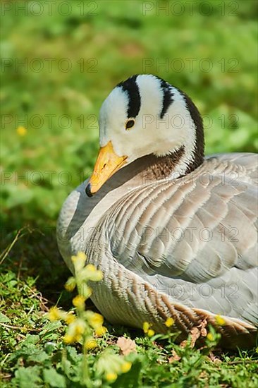 Bar-headed goose