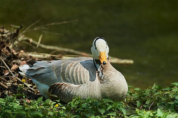 Bar-headed goose