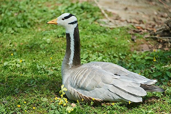 Bar-headed goose