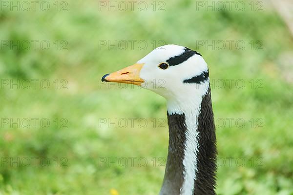 Bar-headed goose