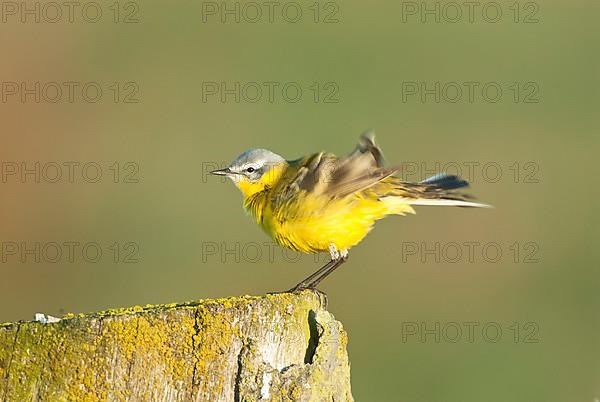 Male blue-headed wagtail