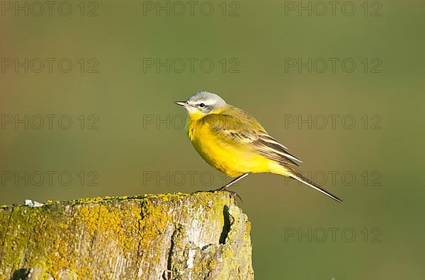 Male blue-headed wagtail