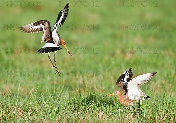 Black-tailed Godwit