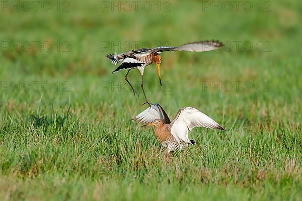 Black-tailed Godwit