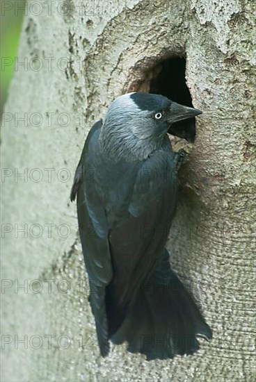 Western jackdaw