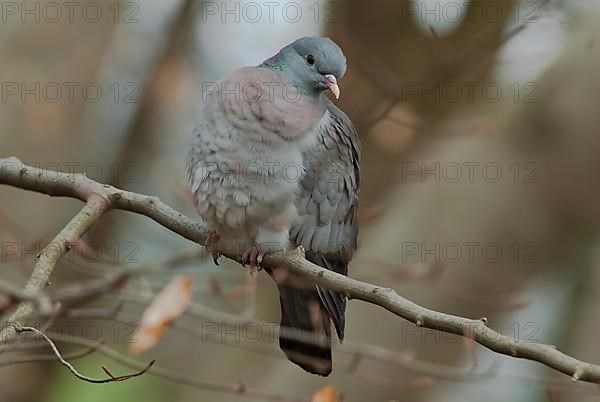 Stock Dove