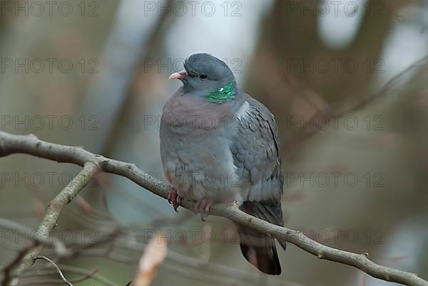 Stock Dove