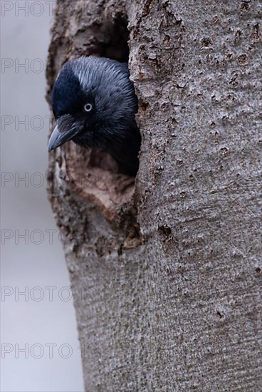 Western jackdaw