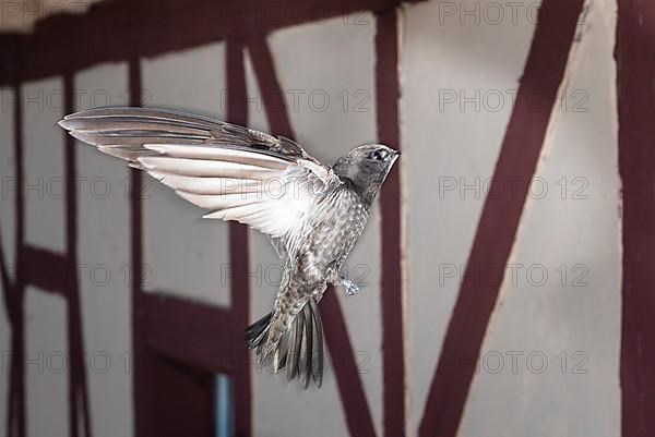 Common swift