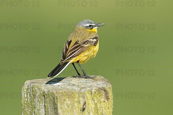 Male blue-headed wagtail