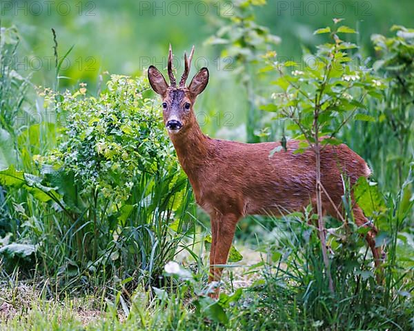 European roe deer