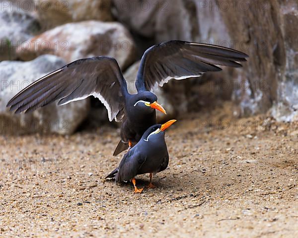 Inca Tern