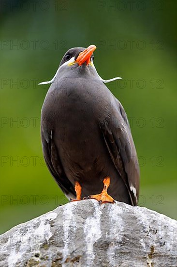 Inca Tern