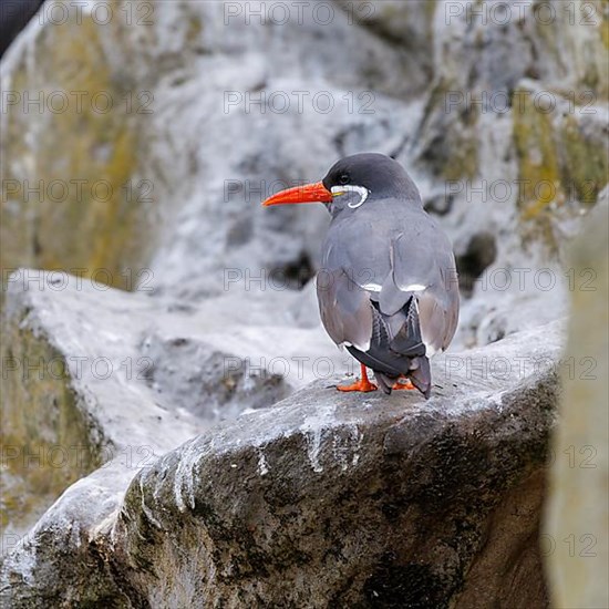 Inca Tern