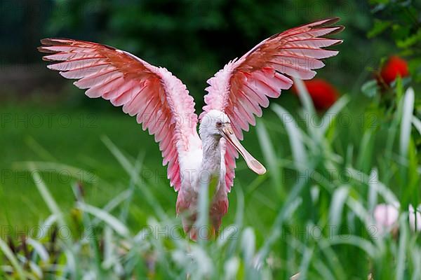 Roseate spoonbill